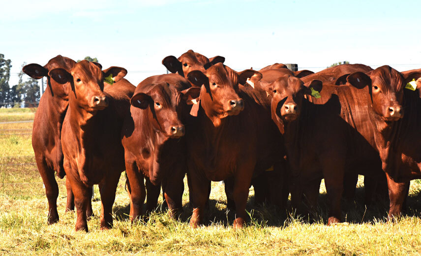 Info Institucional Equipo Gen Colorado